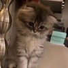nghaith767